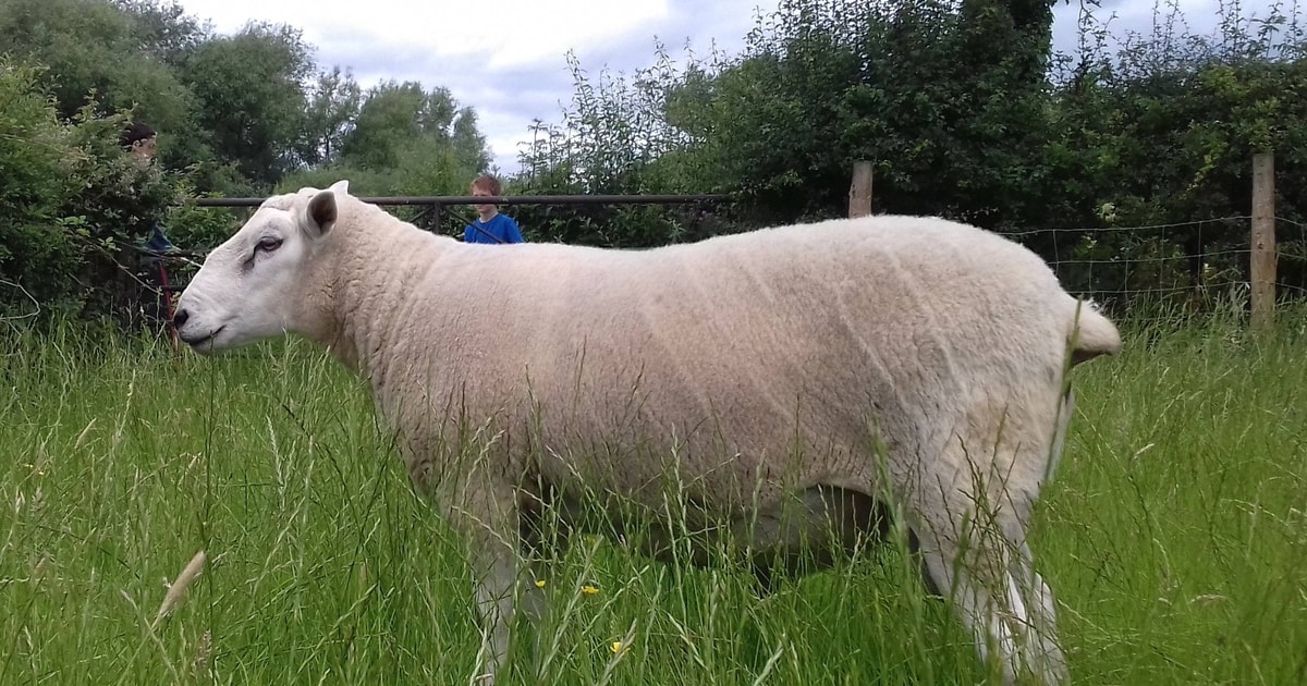 1 Pedigree Lleyn Breeding Ram | SellMyLivestock - The Online Livestock ...