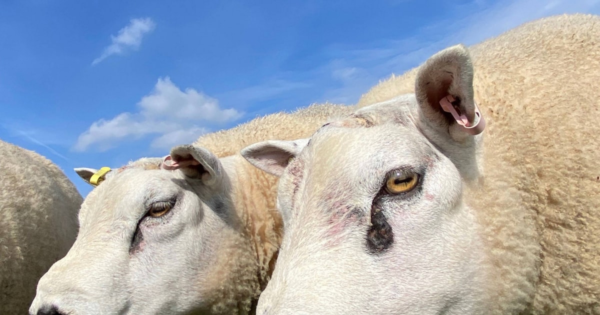 8 Texel Breeding Rams | SellMyLivestock - The Online Livestock Marketplace