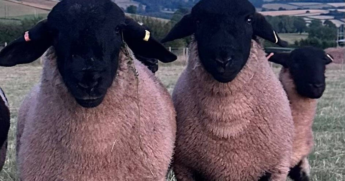 2 Pedigree Suffolk Breeding Rams | SellMyLivestock - The Online ...