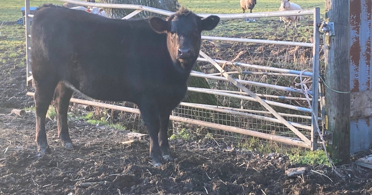 1 Aberdeen Angus Cross Store Heifer | SellMyLivestock - The Online ...