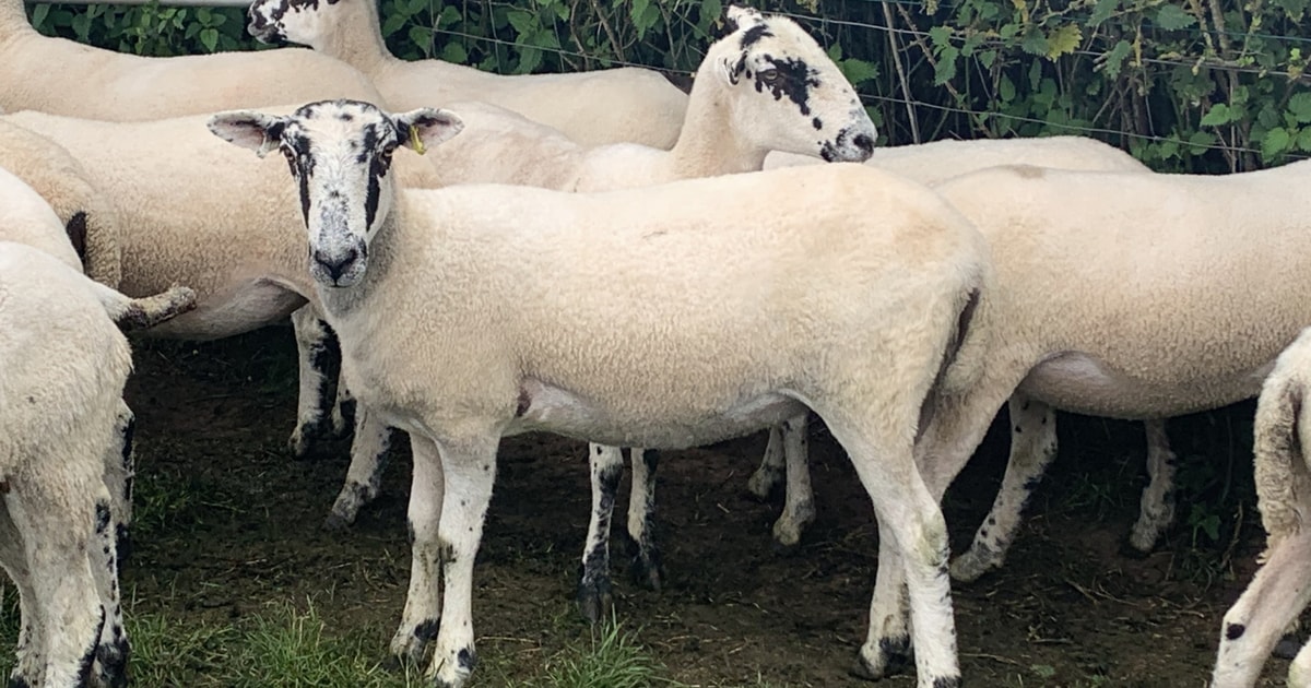 25 North of England Mule Breeding Shearlings | SellMyLivestock - The ...