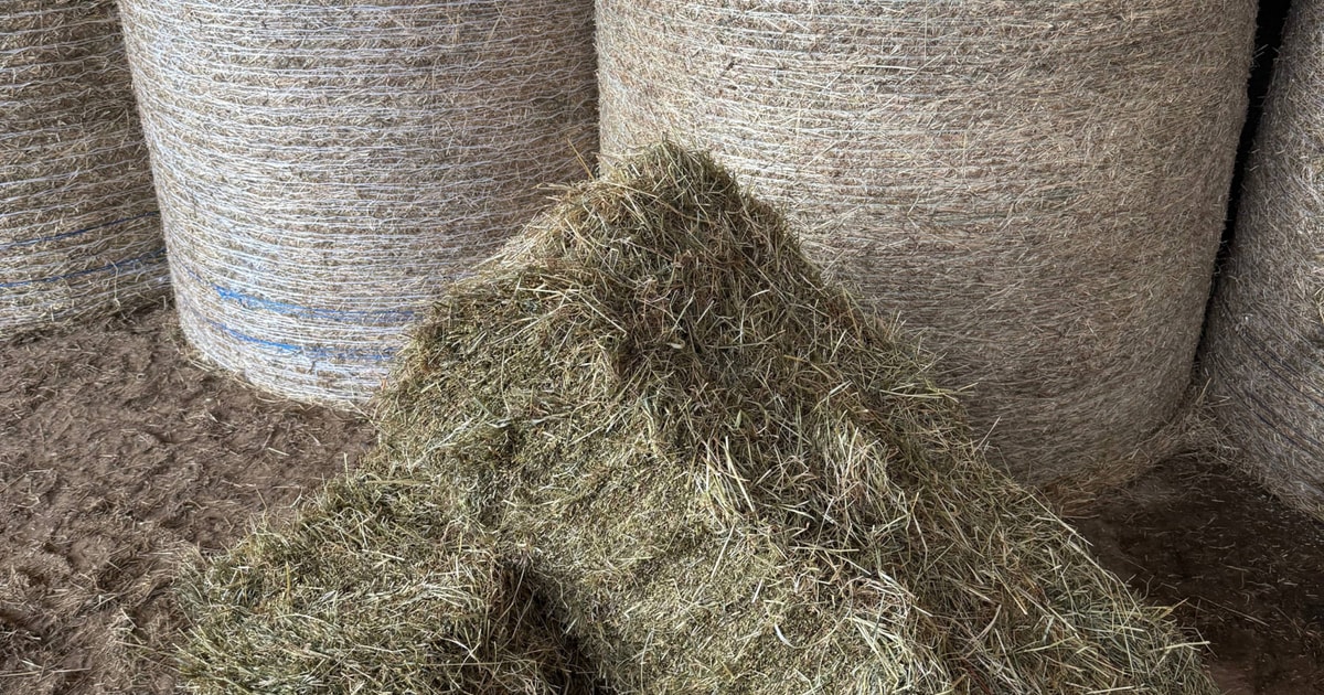 450 Bales Hay (Unwrapped) | SellMyLivestock - The Online Livestock ...