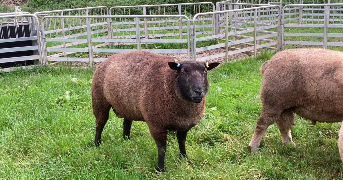 4 Pedigree Blue Texel Breeding Rams | SellMyLivestock - The Online ...