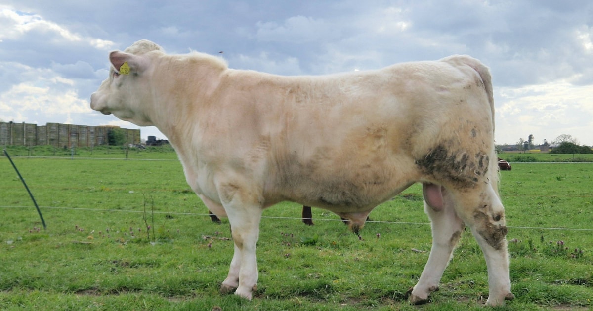 1 Pedigree Beef Shorthorn Breeding Young Bull | SellMyLivestock - The ...