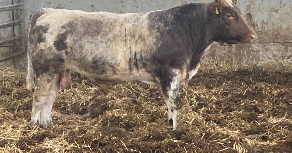 1 Pedigree Beef Shorthorn Breeding Bull | SellMyLivestock - The Online ...