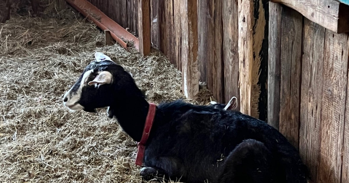 6 Pedigree British Alpine Dairy, Breeding Does, Bucks | SellMyLivestock ...