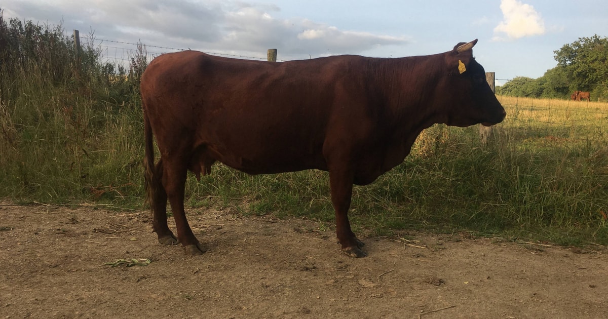 2 Red Ruby Devon In-Calf Breeding Cows, Heifers | SellMyLivestock - The ...