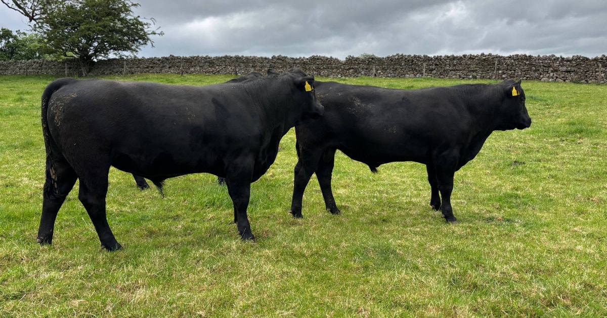 4 Pedigree Aberdeen Angus Breeding Bulls | SellMyLivestock - The Online ...