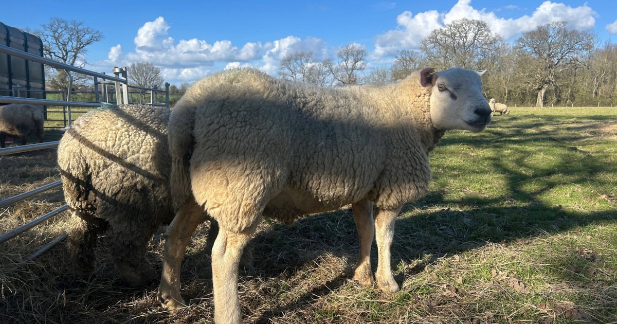 1 Pedigree Texel Breeding Ram | SellMyLivestock - The Online Livestock ...