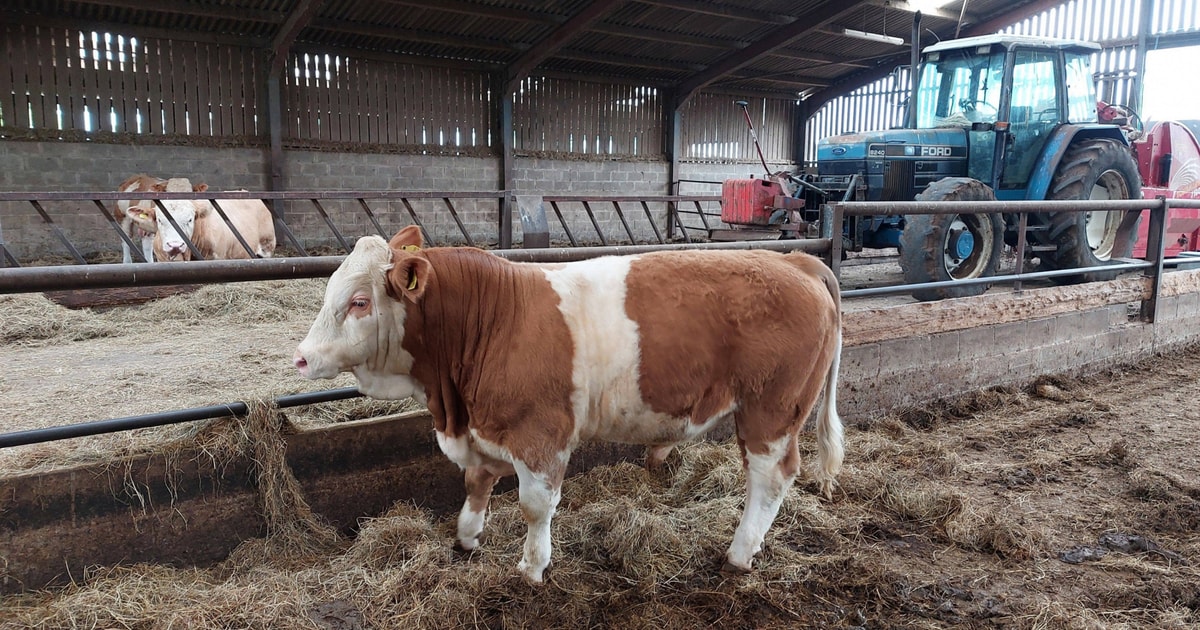 4 Simmental Breeding Bulls | SellMyLivestock - The Online Livestock ...