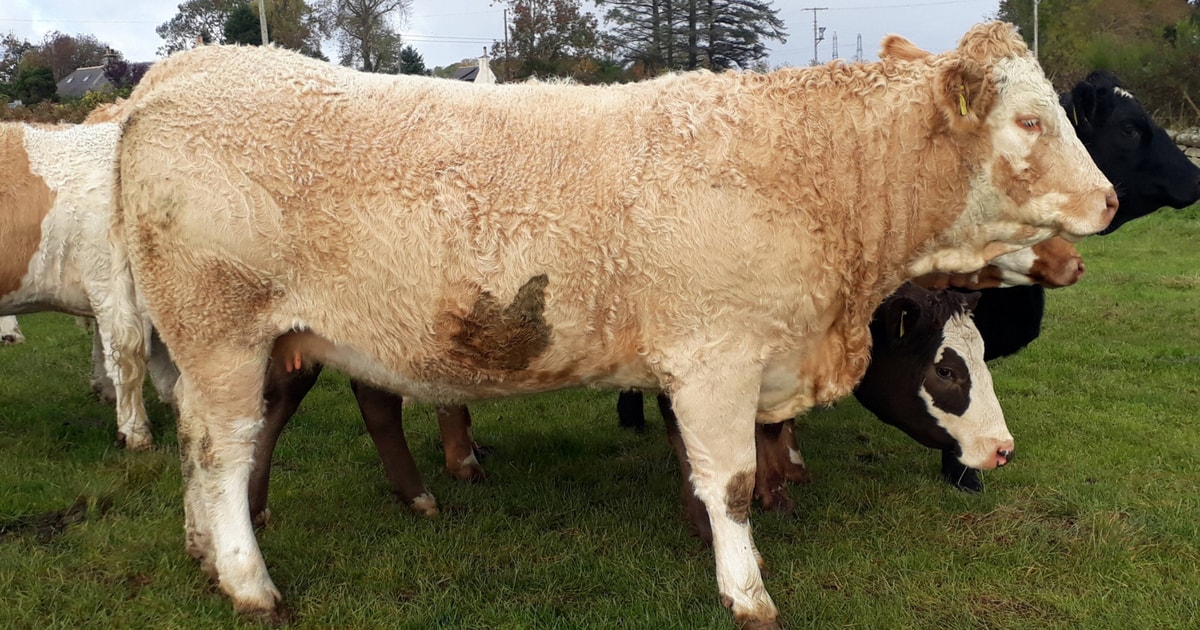 25 Simmental, Aberdeen Angus Cross In-Calf Breeding Heifers ...
