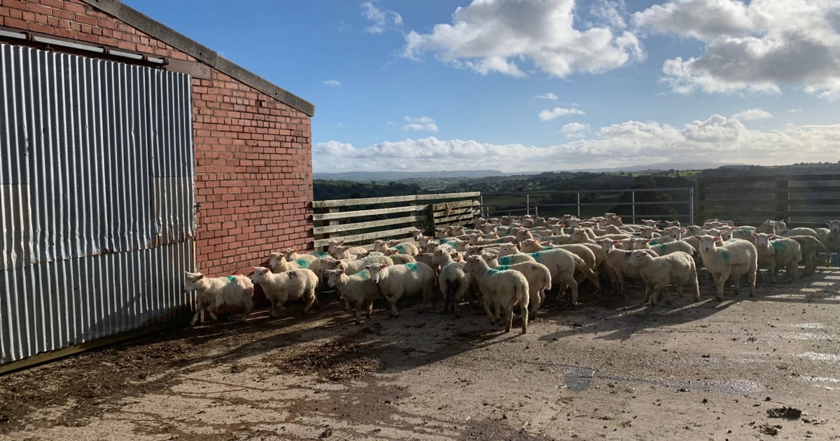 85 New Zealand Romney Breeding Ewes, Lambs | SellMyLivestock - The ...