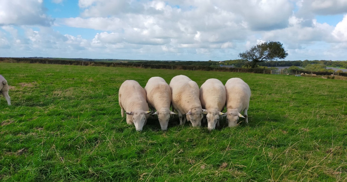 6 Lleyn Breeding Rams | SellMyLivestock - The Online Livestock Marketplace