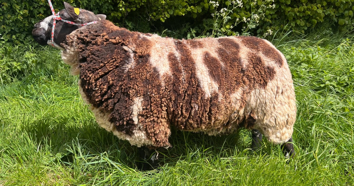1 Pedigree Dutch Spotted Breeding Ram | SellMyLivestock - The Online ...