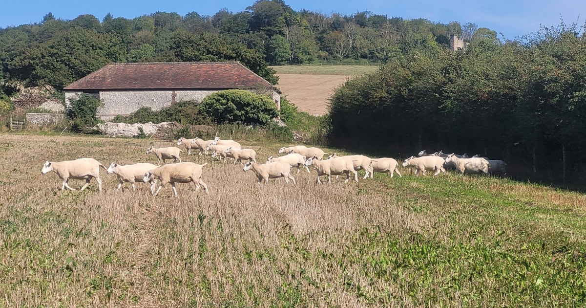 160 Organic Highlander, Lleyn Cross Breeding Ewes | SellMyLivestock ...