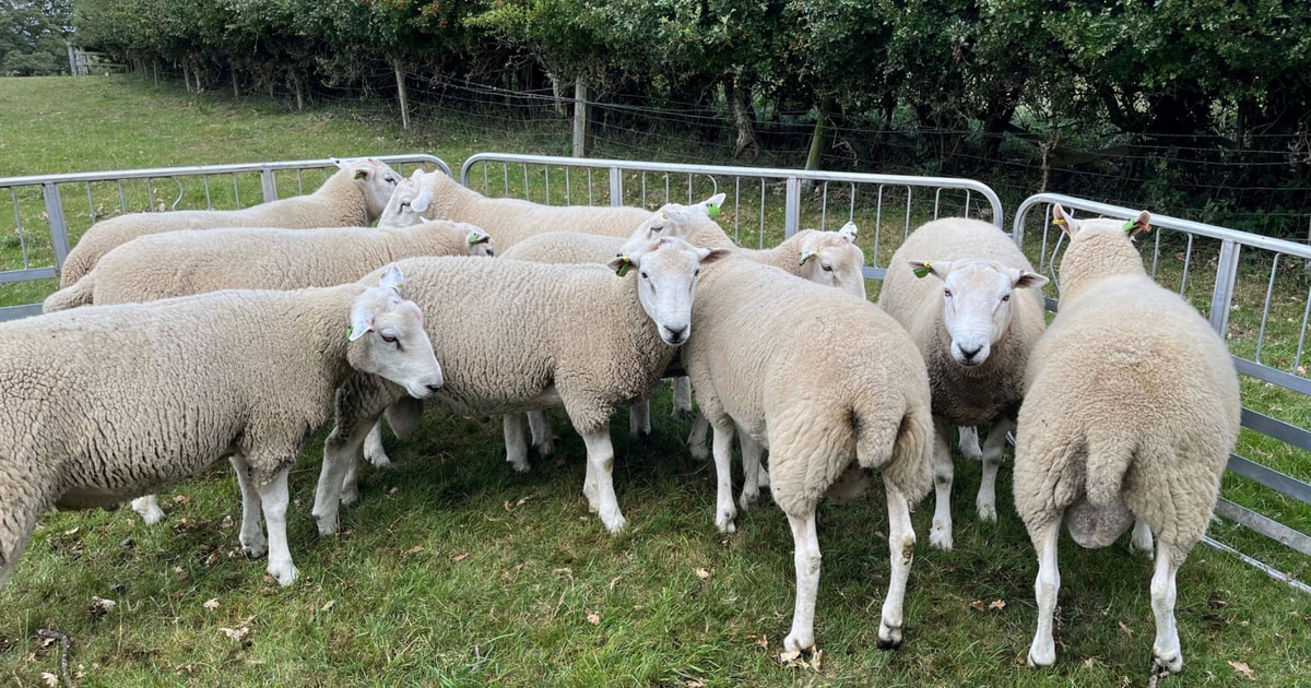 8 Pedigree Lleyn Breeding Rams, Shearlings | SellMyLivestock - The ...