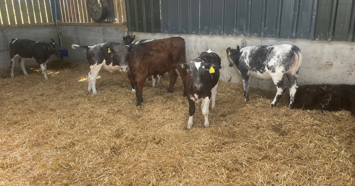 12 British Blue, Aberdeen Angus Cross Calves | SellMyLivestock - The ...