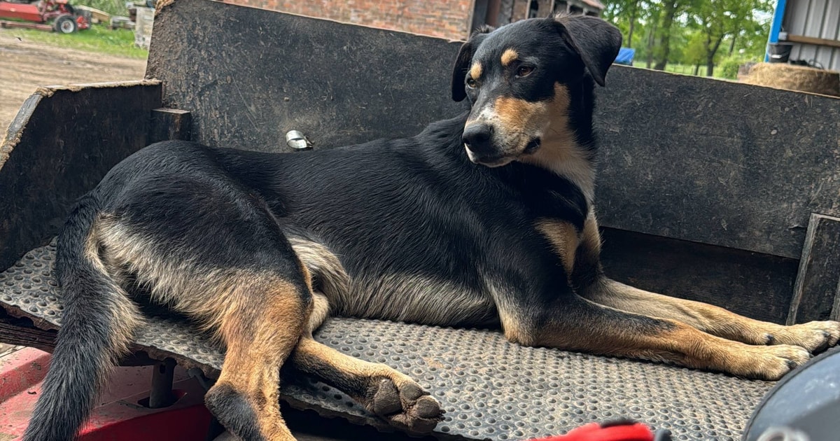 1 Border Collie x Huntaway (Male) | SellMyLivestock - The Online ...