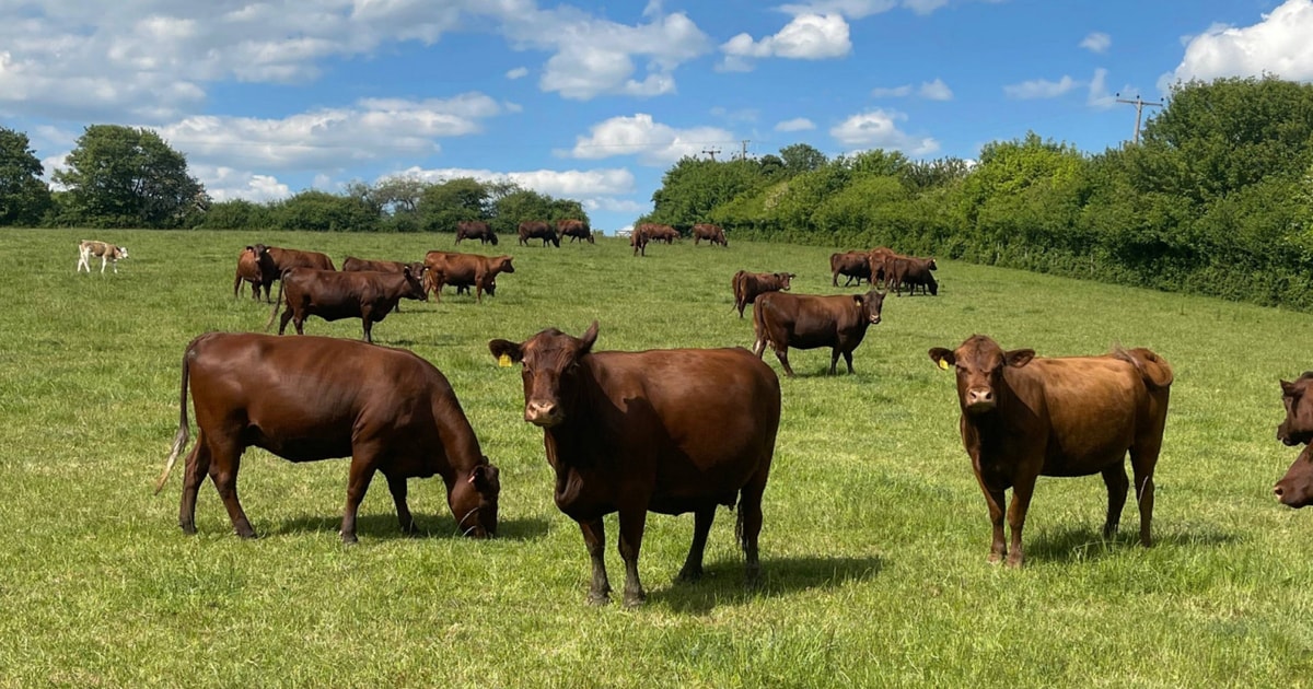 30 Pedigree Red Poll In-Calf Breeding Cows | SellMyLivestock - The ...