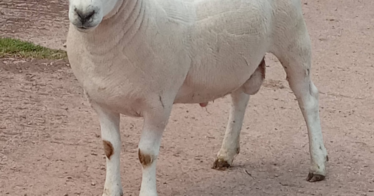 4 Pedigree Lleyn Breeding Rams, Shearlings | SellMyLivestock - The ...