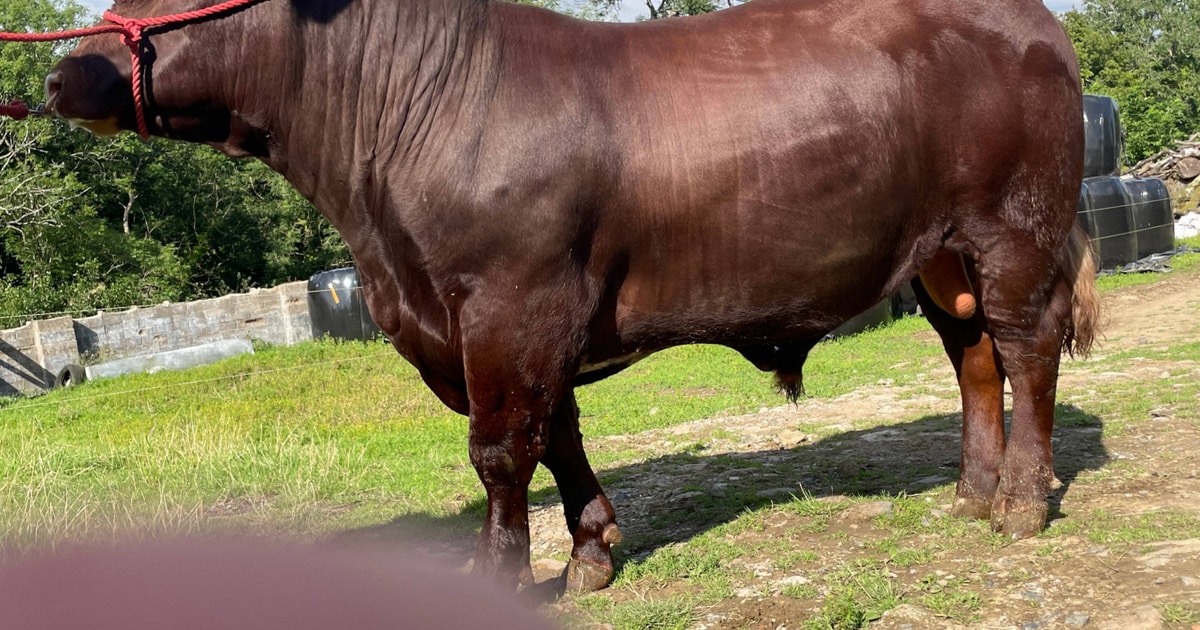 1 Pedigree Beef Shorthorn Breeding Bull | SellMyLivestock - The Online ...