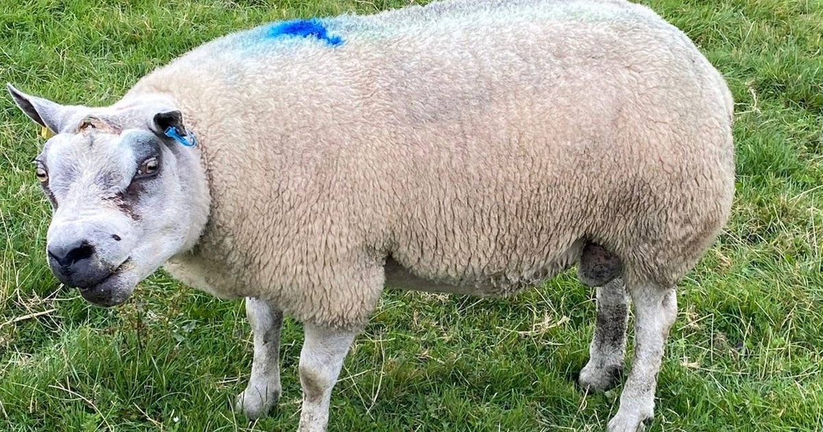8 Texel Breeding Rams | SellMyLivestock - The Online Livestock Marketplace