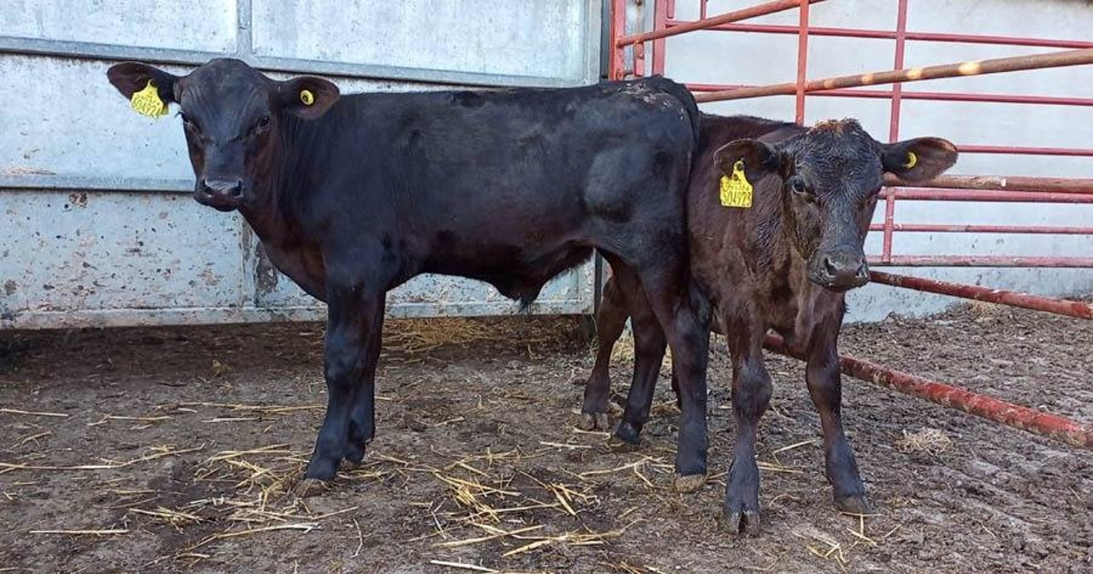 2 Aberdeen Angus Cross Calves | SellMyLivestock - The Online Livestock ...