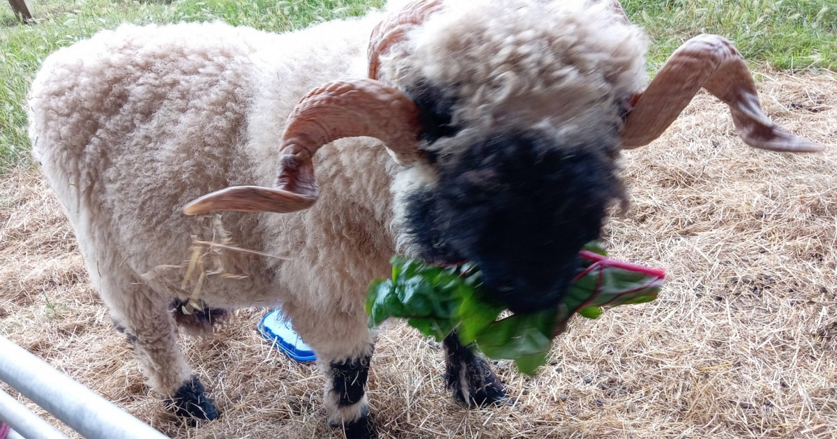 4 Organic Pedigree Valais Blacknose Breeding Rams, Ewes with Lambs at ...