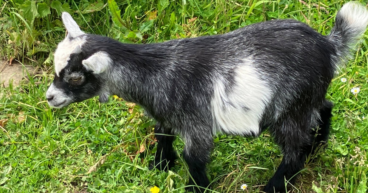 4 Pedigree Pygmy Breeding Wethers, Kids | SellMyLivestock - The Online ...