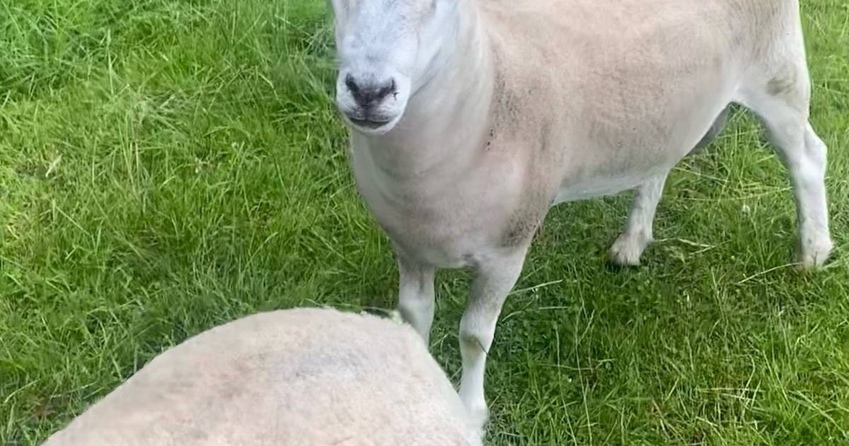 2 Texel, Cheviot Cross Breeding Rams | SellMyLivestock - The Online ...