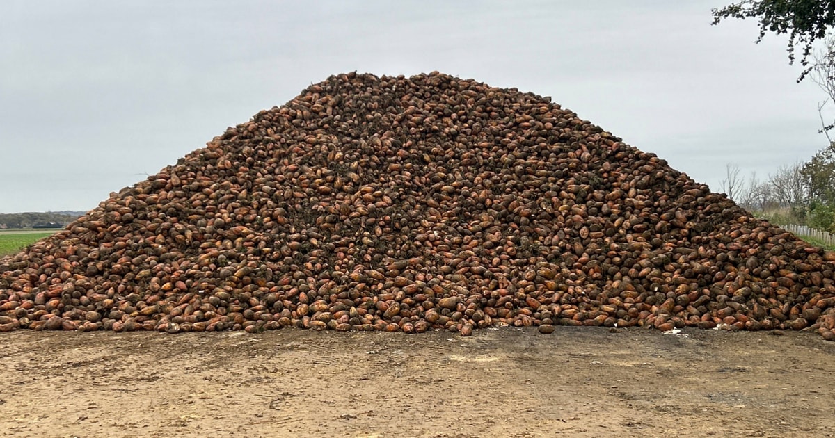 1500t Fodder | SellMyLivestock - The Online Livestock Marketplace