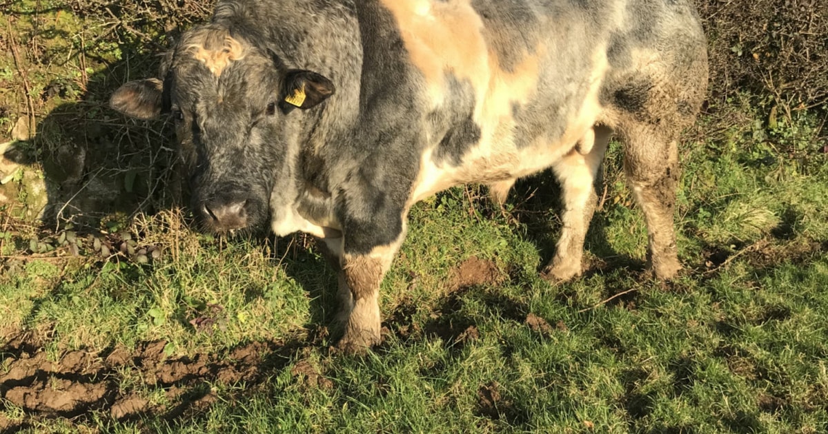 1 Pedigree British Blue Breeding Bull | SellMyLivestock - The Online ...