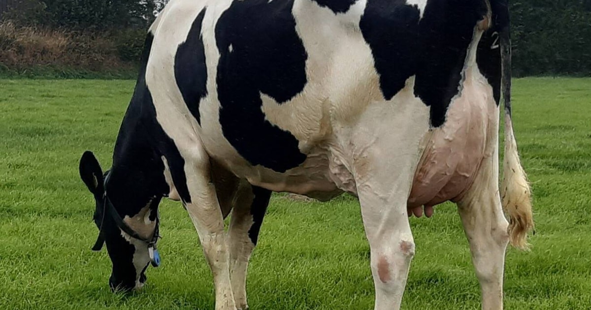 1 Pedigree Holstein Friesian, Holstein Breeding Bull, Young Bull ...
