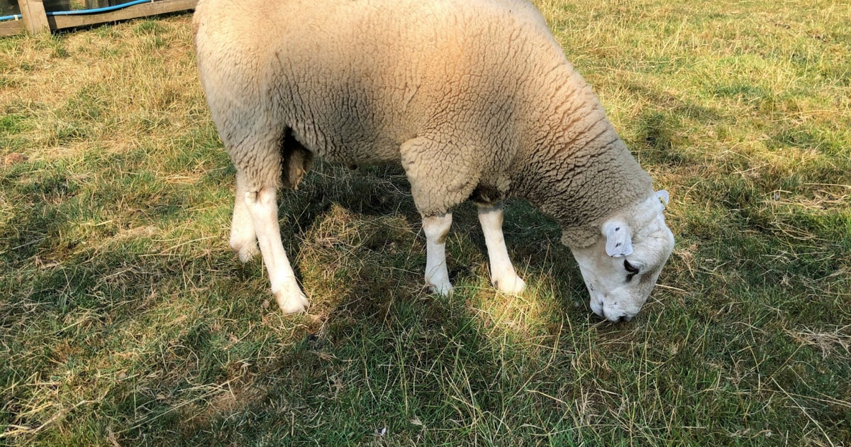 1 Lleyn Breeding Ram | SellMyLivestock - The Online Livestock Marketplace