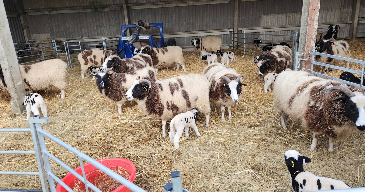 20 Pedigree Jacob Store, Breeding Ewes, Lambs, Rams with Lambs at Foot ...