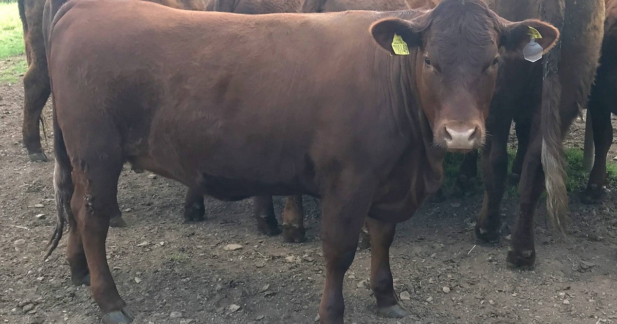 2 Pedigree North Red Ruby Devon, Red Ruby Devon Breeding, Store Heifers ...