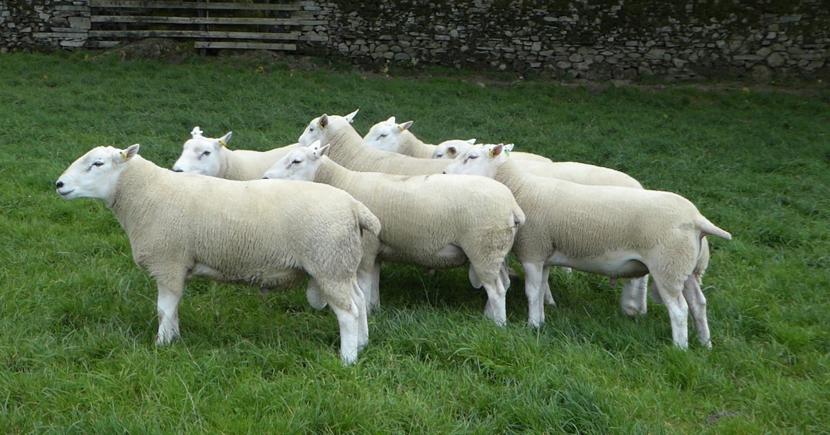 7 Lleyn Breeding Rams, Shearlings | SellMyLivestock - The Online ...