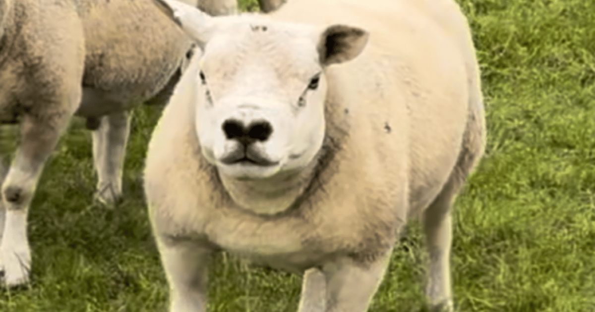 2 Pedigree Texel Breeding Rams | SellMyLivestock - The Online Livestock ...