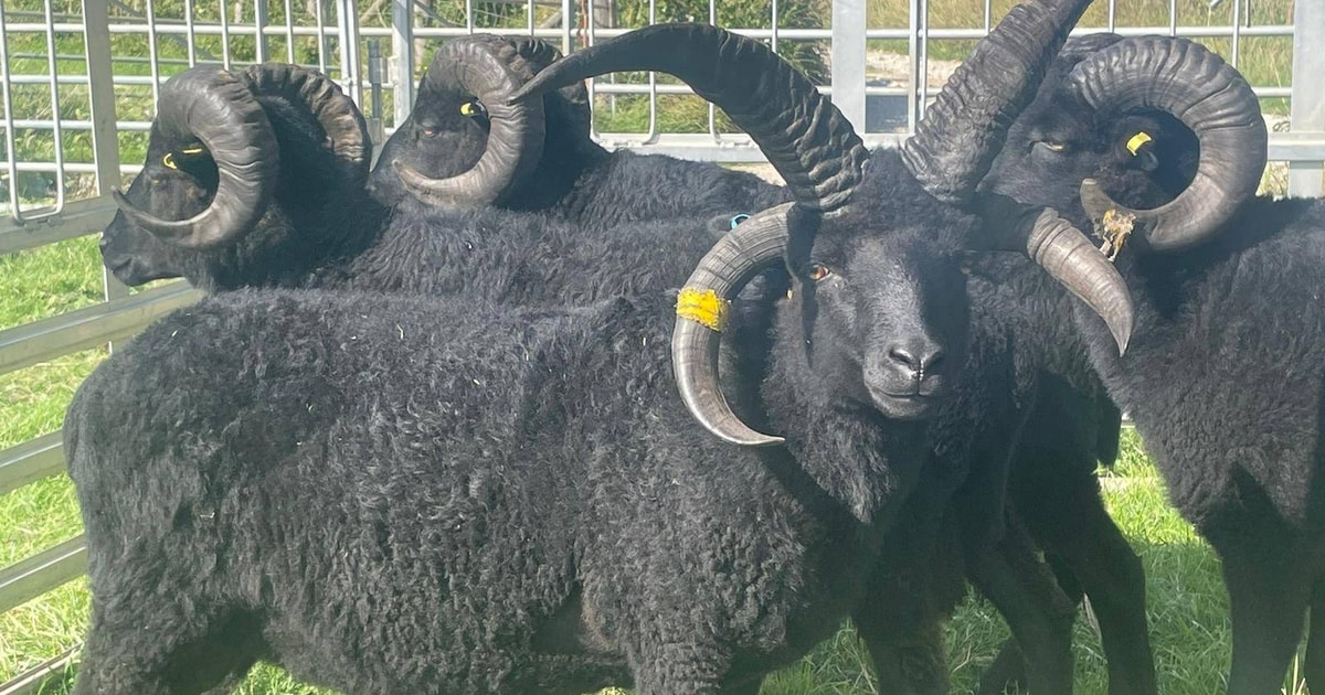 1 Pedigree Hebridean Breeding Shearling, Ram | SellMyLivestock - The ...