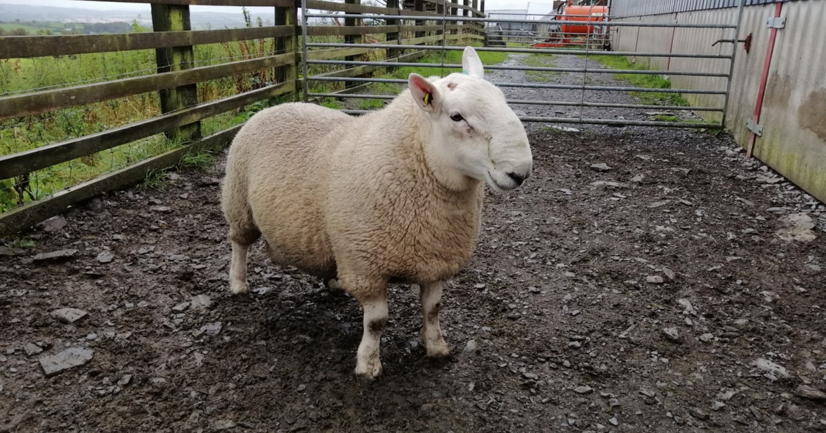 1 Pedigree North Country Cheviot Breeding Ram | SellMyLivestock - The ...