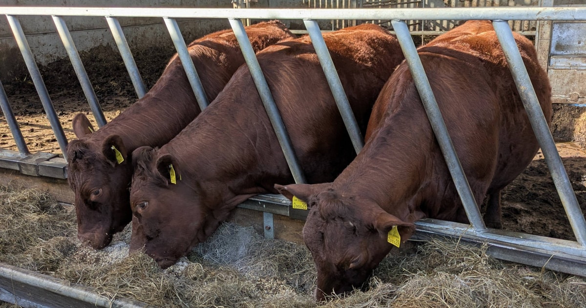 2 Pedigree Red Ruby Devon Breeding, Store Heifers | SellMyLivestock ...