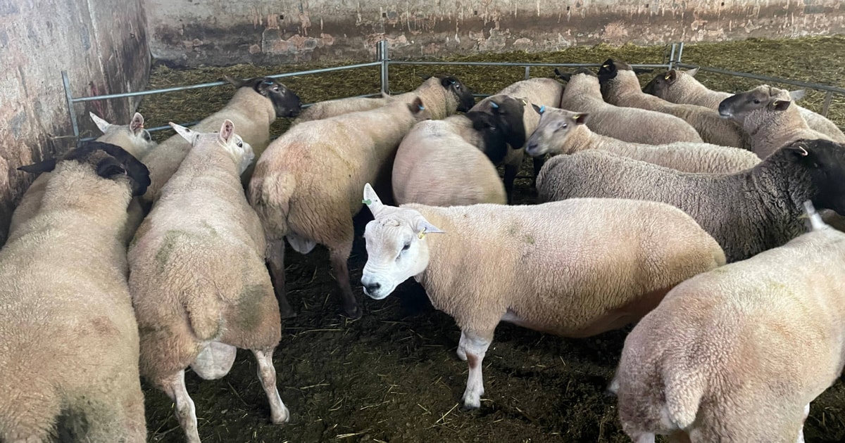 20 Suffolk, Texel, Charollais Cross Breeding Rams | SellMyLivestock ...