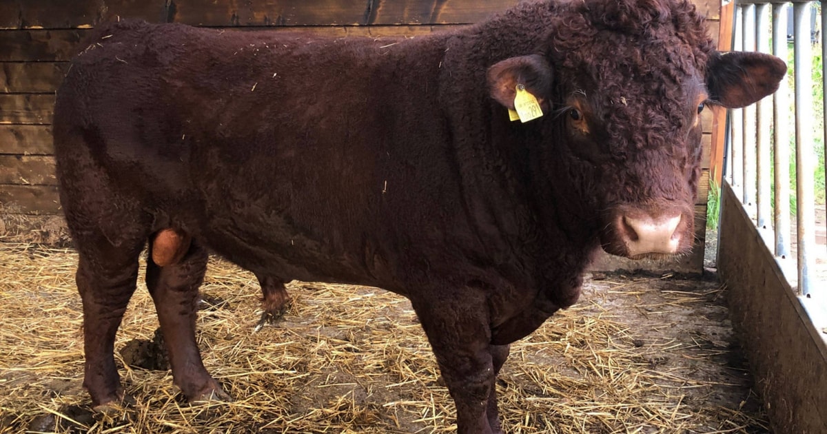 1 Pedigree North Red Ruby Devon, Red Ruby Devon Breeding Bull, Young ...
