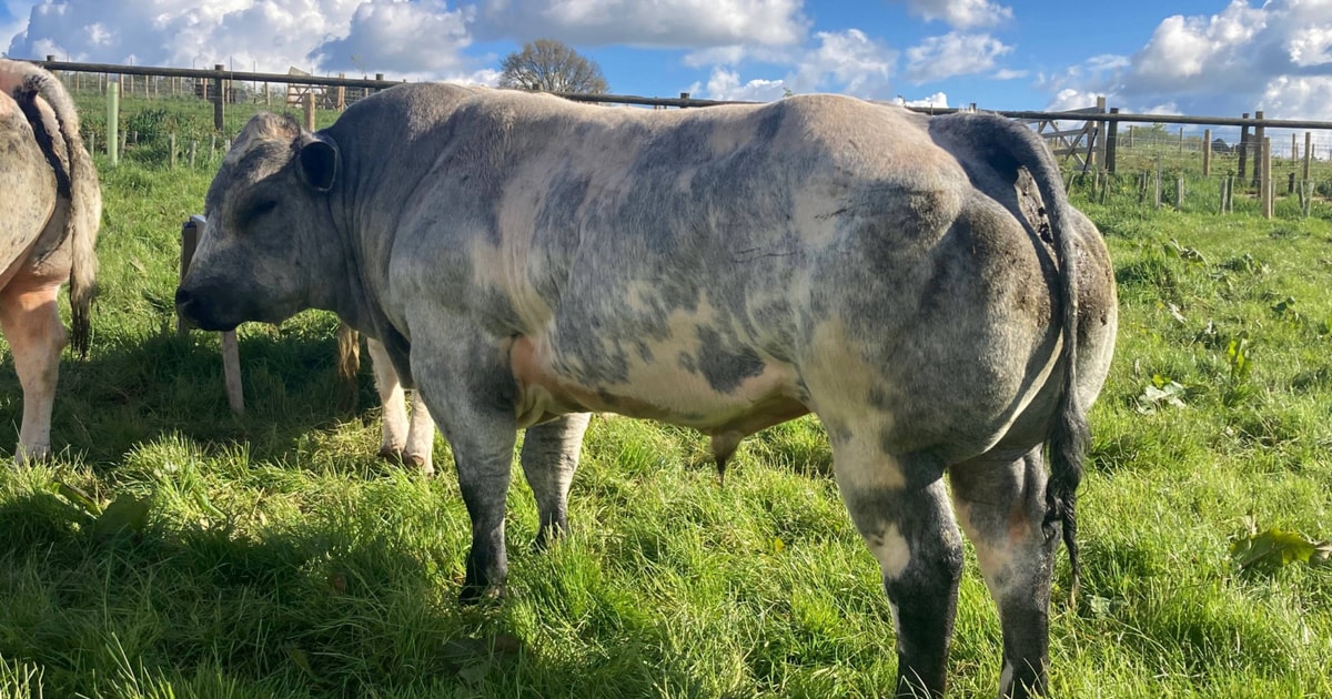 1 Pedigree British Blue Breeding Young Bull | SellMyLivestock - The ...