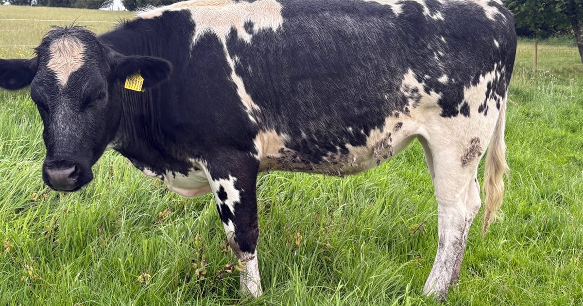 1 British Blue Cross Store Heifer | SellMyLivestock - The Online ...