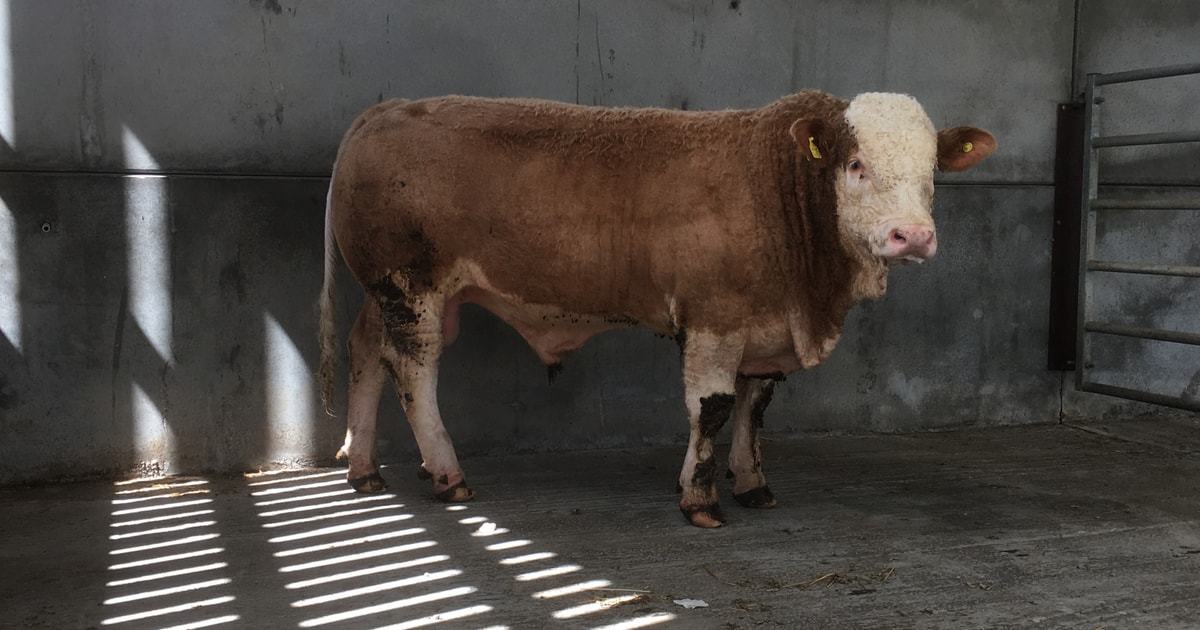 1 Pedigree Simmental Breeding Bull | SellMyLivestock - The Online ...