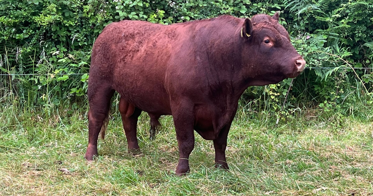 1 North Red Ruby Devon, Red Ruby Devon Breeding Bull | SellMyLivestock ...