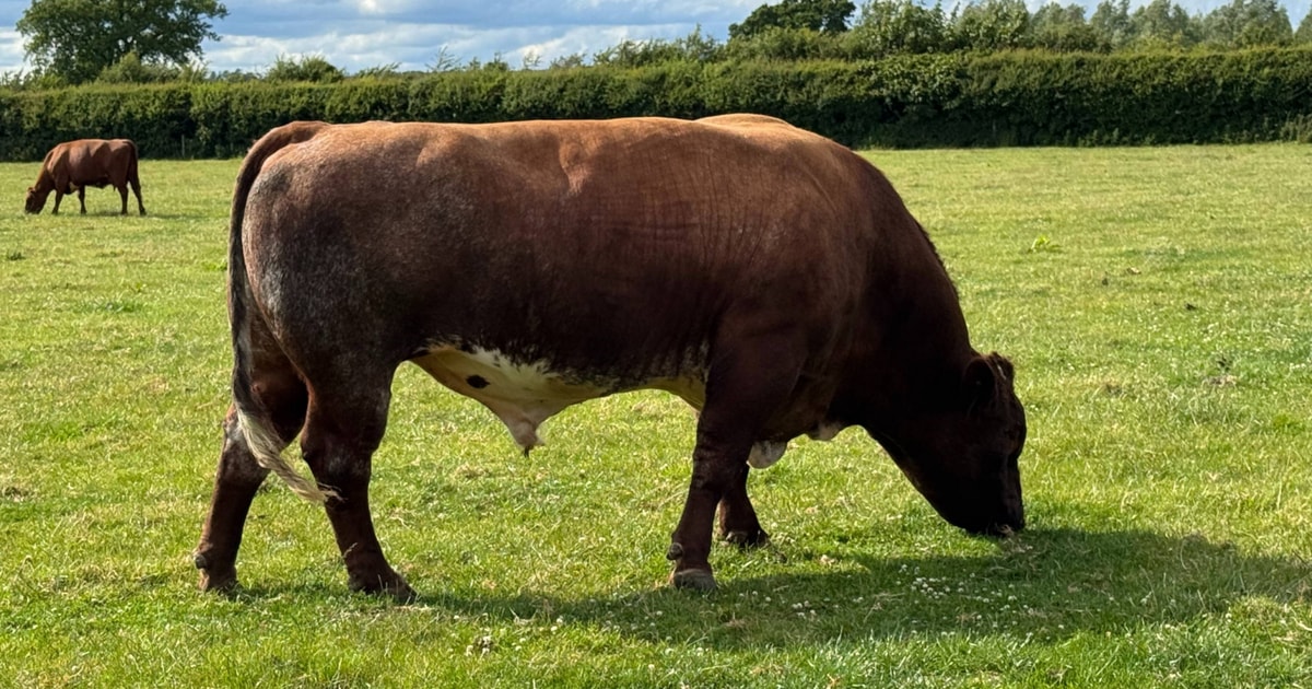 1 Pedigree Beef Shorthorn Breeding Bull | SellMyLivestock - The Online ...