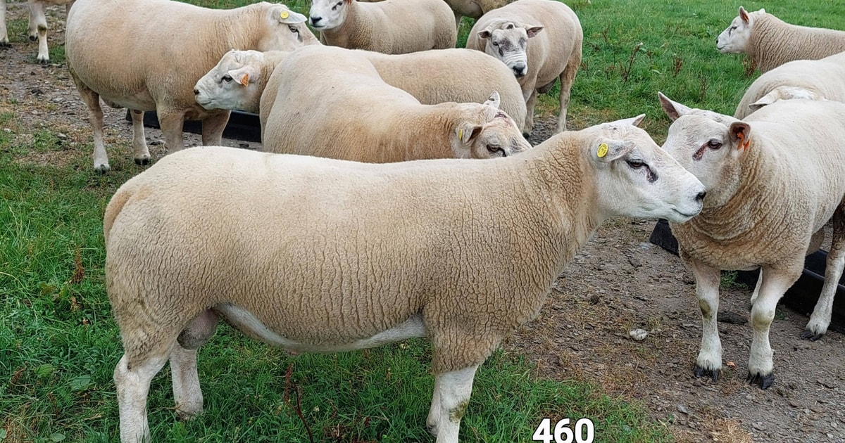 12 Pedigree Texel Breeding Rams | SellMyLivestock - The Online ...