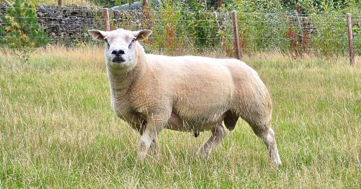 2 Texel Breeding Rams | SellMyLivestock - The Online Livestock Marketplace